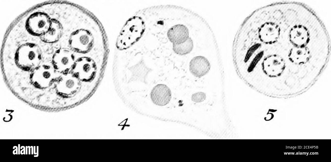 Pseudopods High Resolution Stock Photography and Images - Alamy