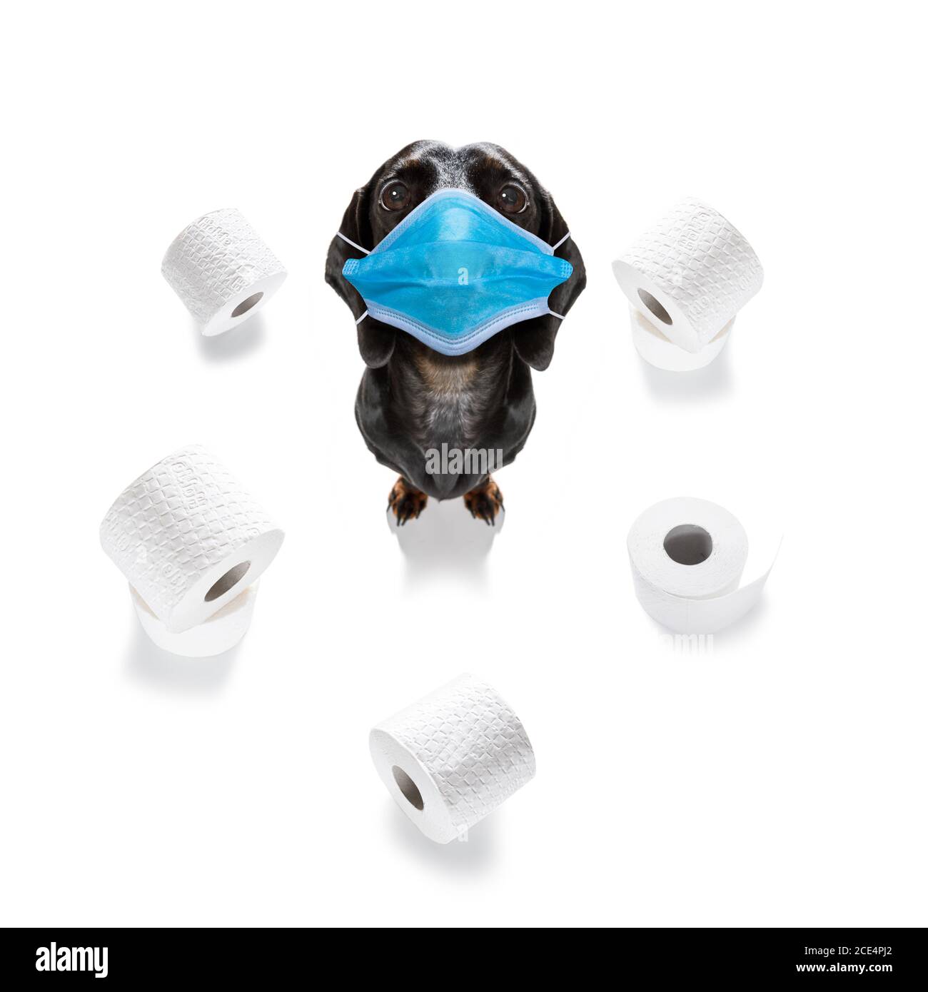 Dog toilet paper hires stock photography and images Alamy