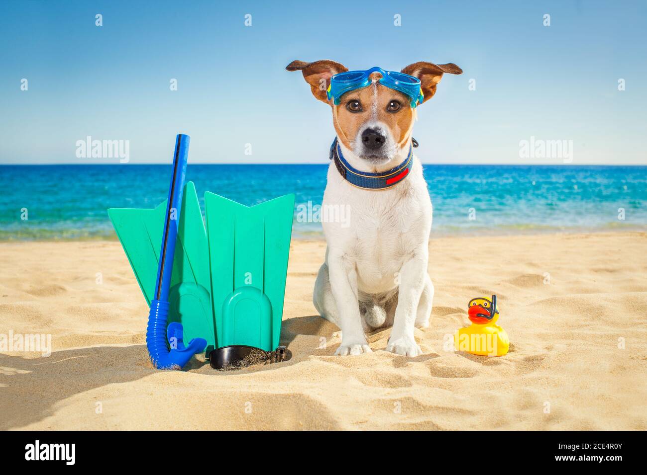scuba diving dog Stock Photo Alamy