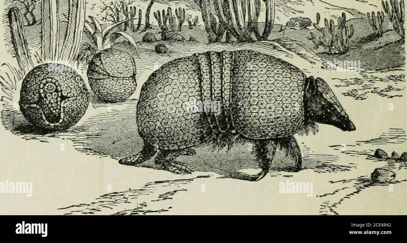 . Beginners' Zoology . tv -::§i-r