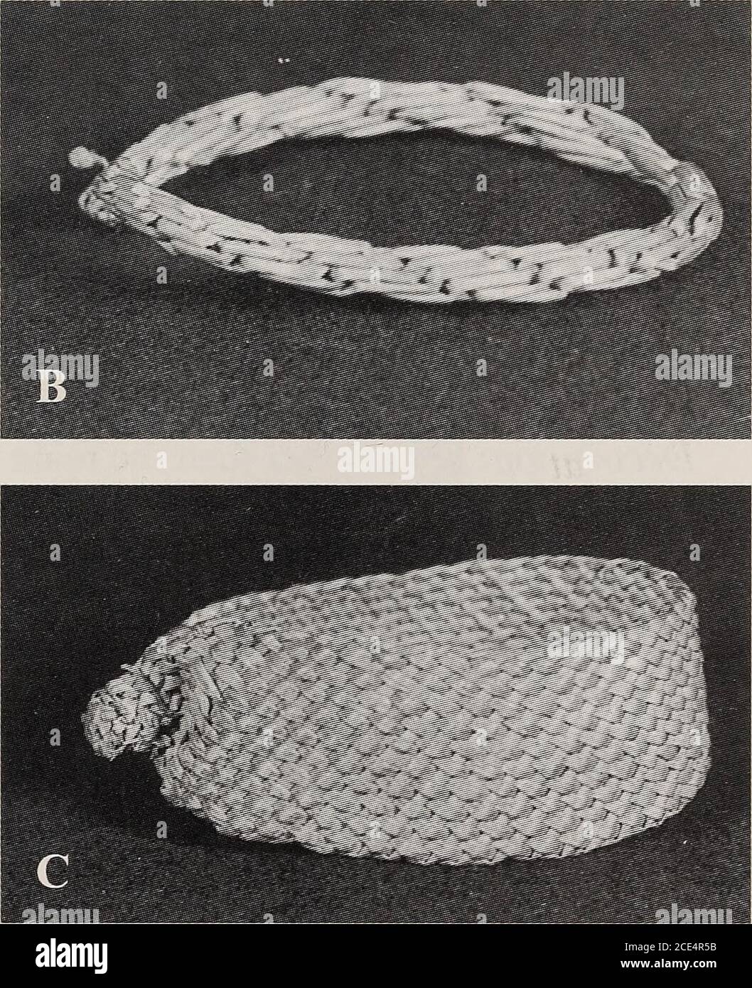 . Annals of the South African Museum = Annale van die Suid-Afrikaanse Museum . Figure 46 Plaited ornaments. A. Eastern Cape. Width of band 20 mm.SAM-5922. B. Mpondo, Flagstaff, 1901. Width of band25 mm. SAM-249b. C. Mpondo, Flagstaff, 1901. Diameter of band6 mm. SAM-249a.. Decoration: some have beads added.Ornamentation: brass buttons. ToolsNone. Materials Flowering stalks of grasses, mainly Digitaria spp., or very thin or stripped sedge. Records Early: Backhouse 1839 [1844: 269], Mpondo. Dohne 1836-1844 [1844: 42], Xhosa. 58 ANNALS OF THE SOUTH AFRICAN MUSEUM Recent: SAM-249, 1901, Mpondo, Fl Stock Photo