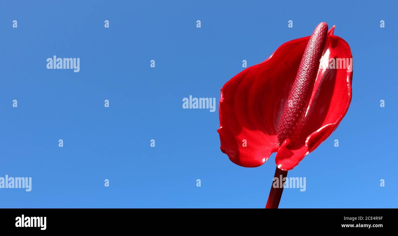 A stunning red peace lily isolated against a clear bright blue sky. Beautiful high detail view the glossy petal of this unique flower and stem. Stock Photo