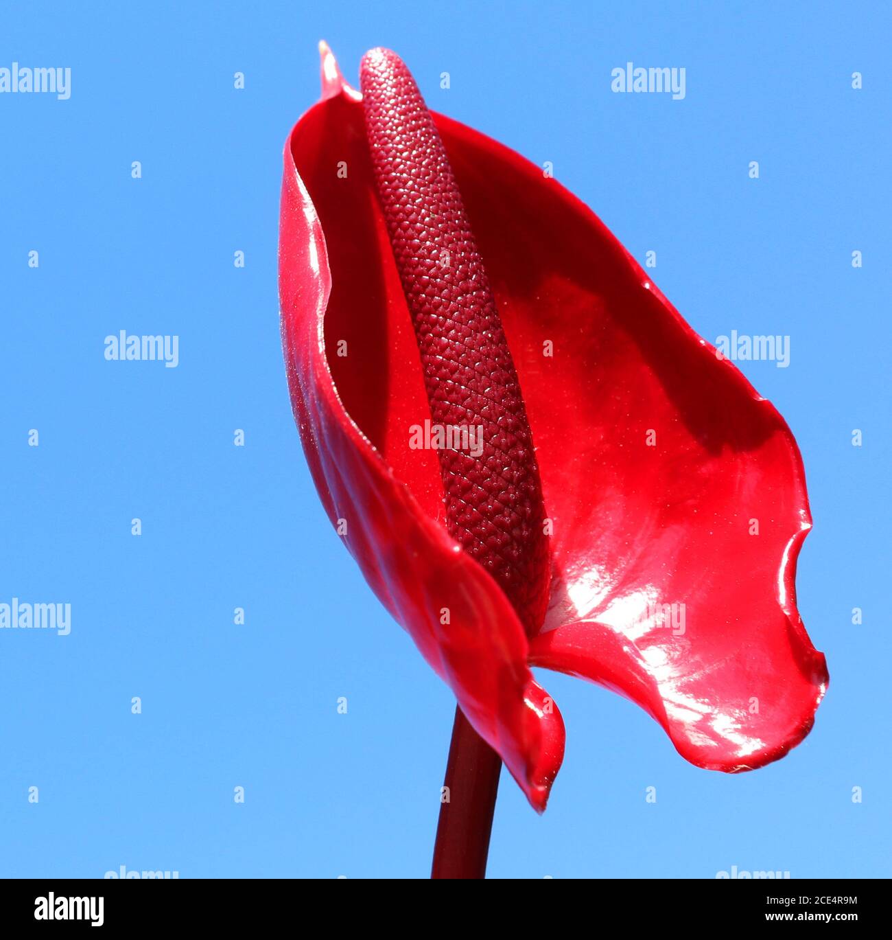 A stunning red peace lily isolated against a clear bright blue sky. Beautiful high detail view the glossy petal of this unique flower and stem. Square Stock Photo