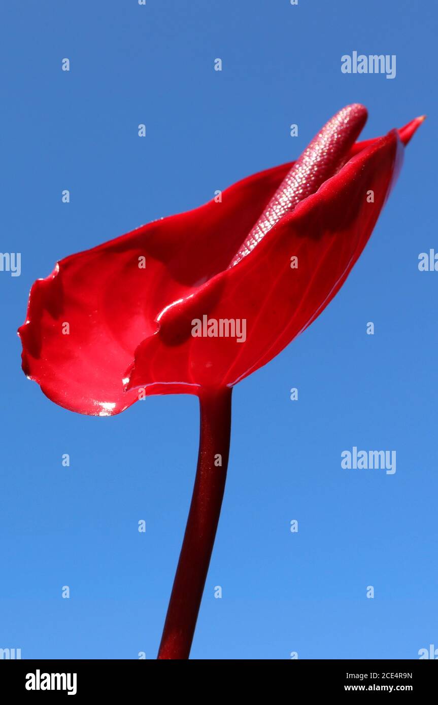 A stunning red peace lily isolated against a clear bright blue sky. Beautiful high detail view the petal of this unique flower and stem. Stock Photo