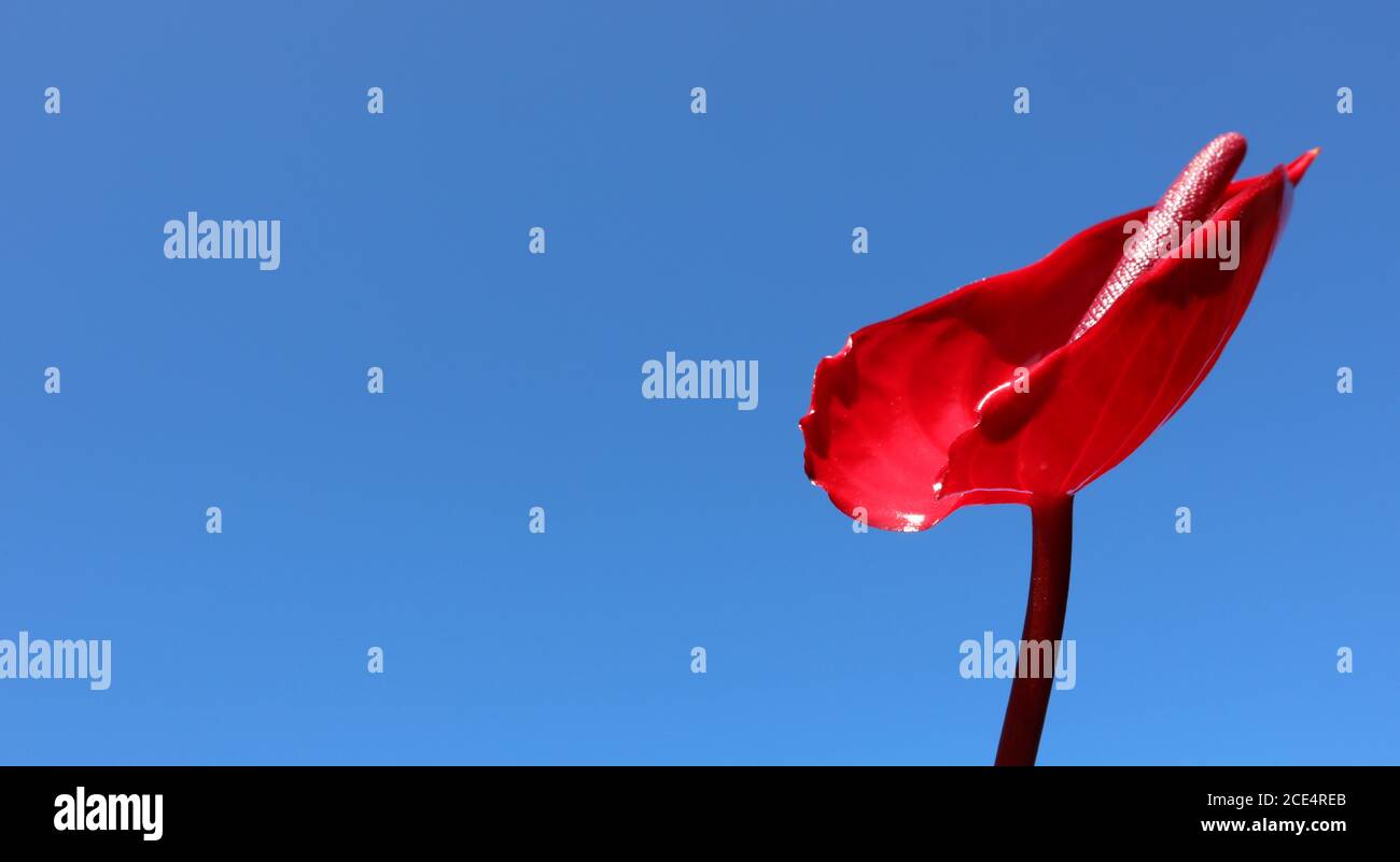 A stunning red peace lily isolated against a clear bright blue sky. Beautiful high detail view the petal of this unique flower and stem. Stock Photo