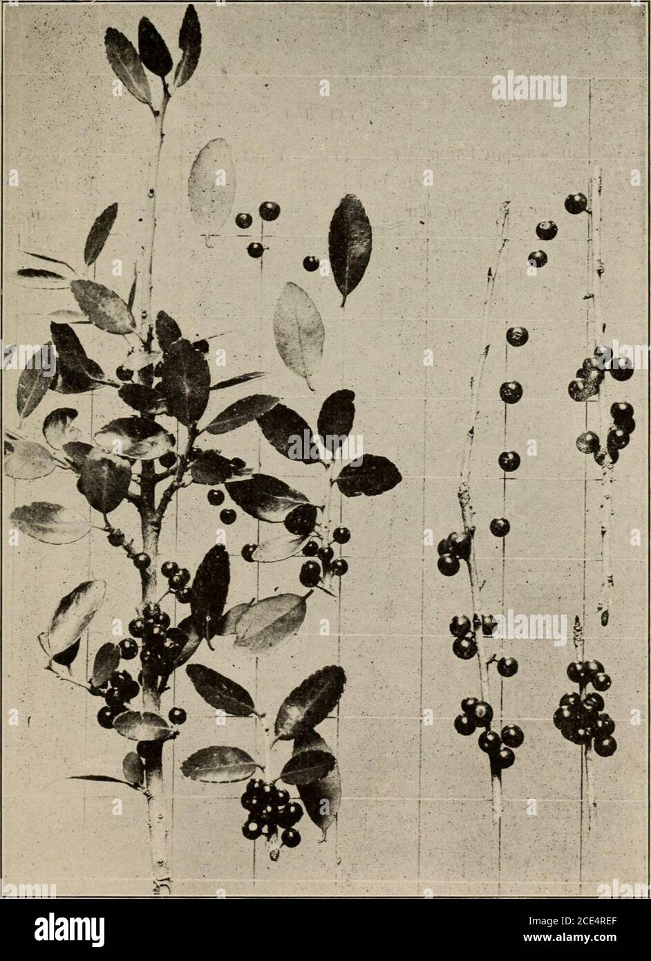 . Trees of Texas; an illustrated manual of the native and introduced trees of the state . with spiny toothed margin 1. I. opaca. b. Leaves serrate but not spiny 2. I. vomitoria. 2. Leaves deciduous 3. I. decidua. 1. Ilex opaca Alton. American Holly. A medium sizednarrow topped tree 40°-50° high with light gray roughenedbark. Leaves simple, alternate, 2-4 long, evergreen, stiffand leathery with spiny margin. Flowers small, in axillarycymes. Fruit a bright red drupe which persists throughoutthe winter. Emblematic of the Christmas season. Maine to Florida, west to eastern Texas and extending upth Stock Photo