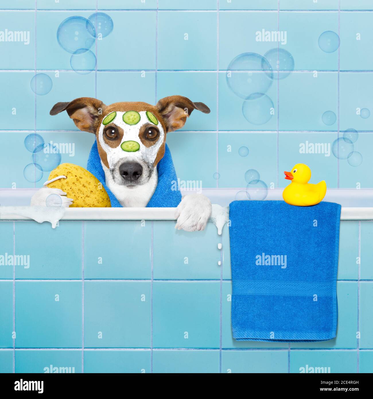 dog in shower Stock Photo Alamy