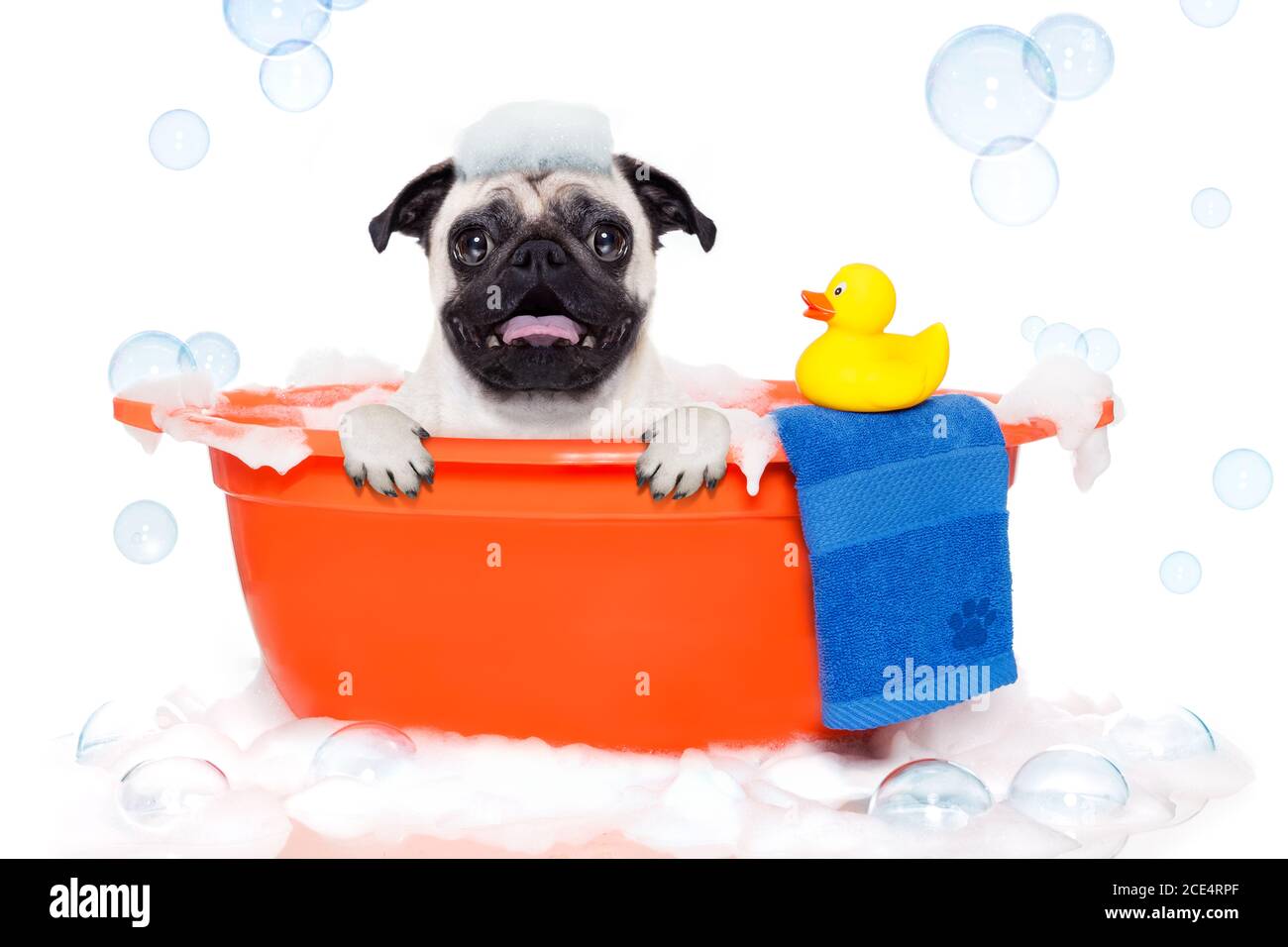 Dog taking a bath Stock Photo Alamy
