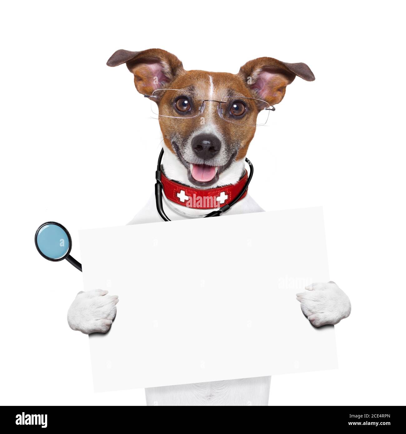 medical doctor dog Stock Photo Alamy