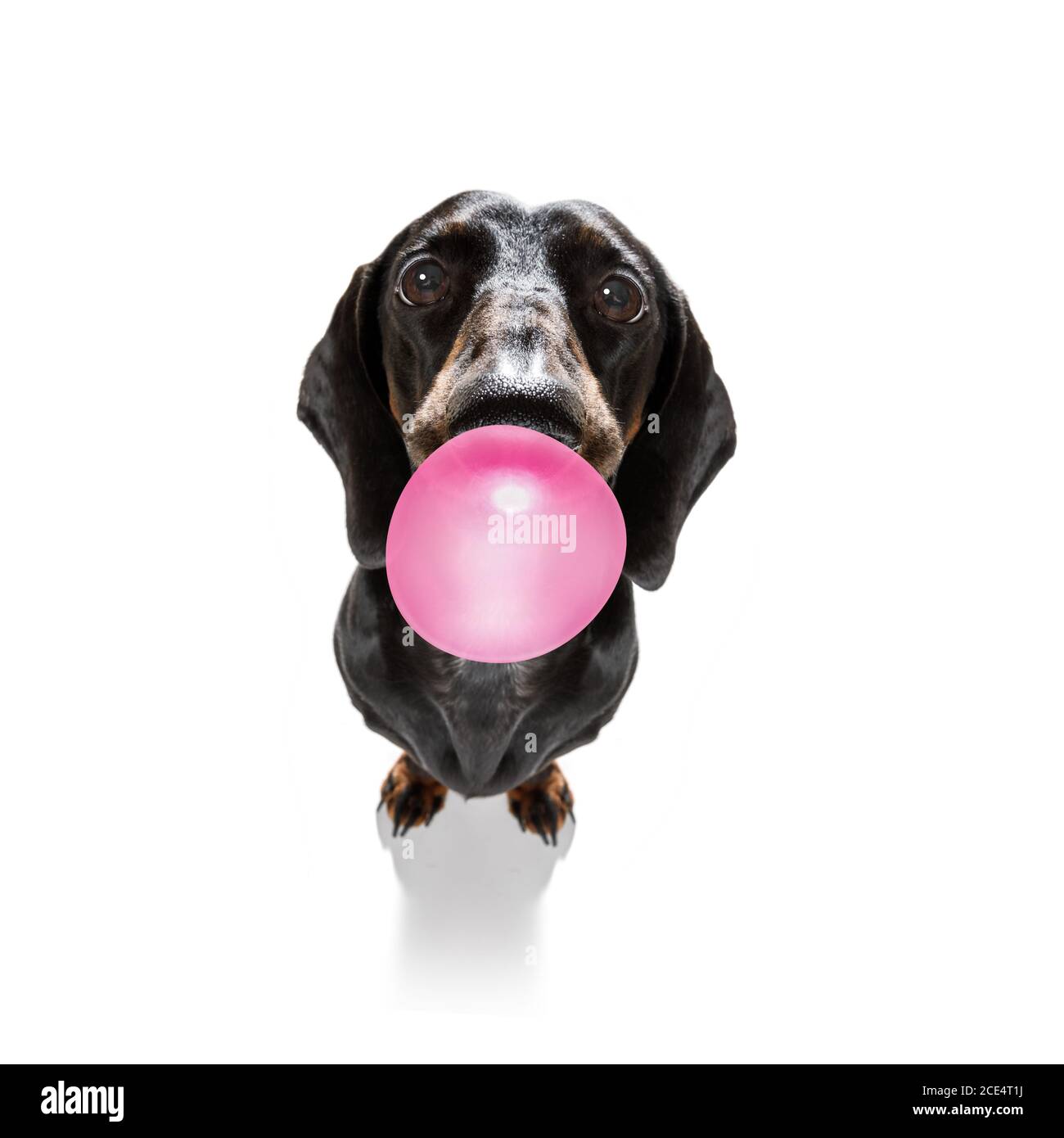 dog chewing bubble gum Stock Photo Alamy
