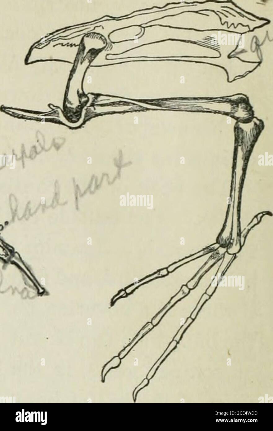 . Beginners' Zoology . l^^^ Fig. 286.—Skeleton of Bird. Rh, vertebrae