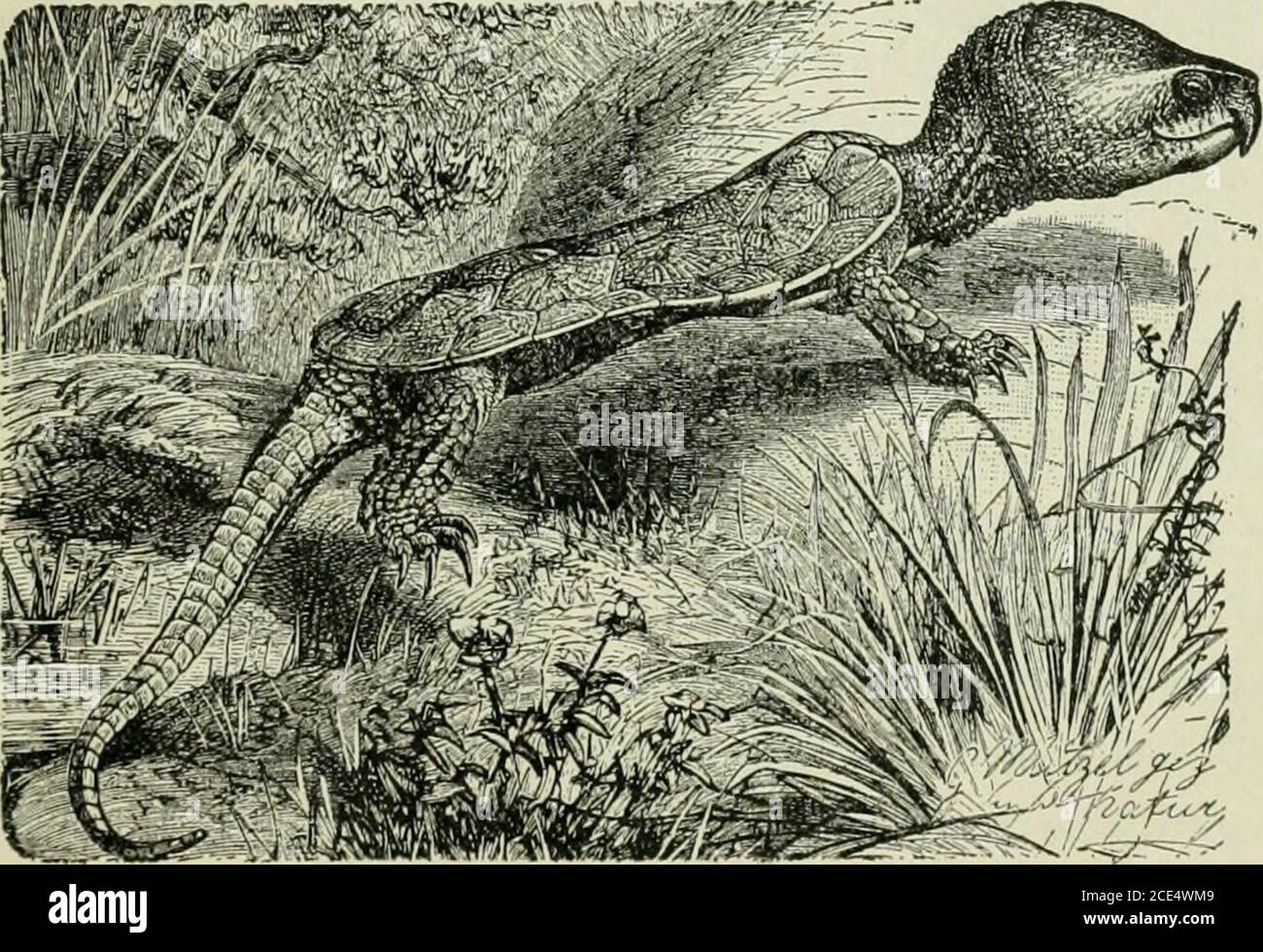 Beginners Zoology Fig 2 Em B R Y O Of A Turtle Show Ing Four Gill Slits Challenger Re Port Rep Tilia 149 Table For Review For Notebooks Or Blackboards Fish Tadpole