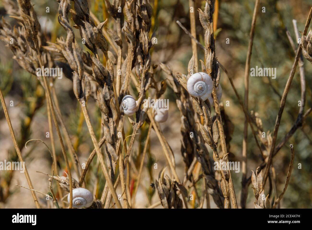 Selective focus on small spiral shells of steppe snails on dried plant stems. Beautiful natural background. Macro shot of molluscs in the wild. Copy Stock Photo