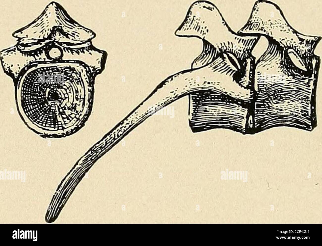 Reptile Ribs . Water reptiles of the past and present . lly migrated up onthe arch ...