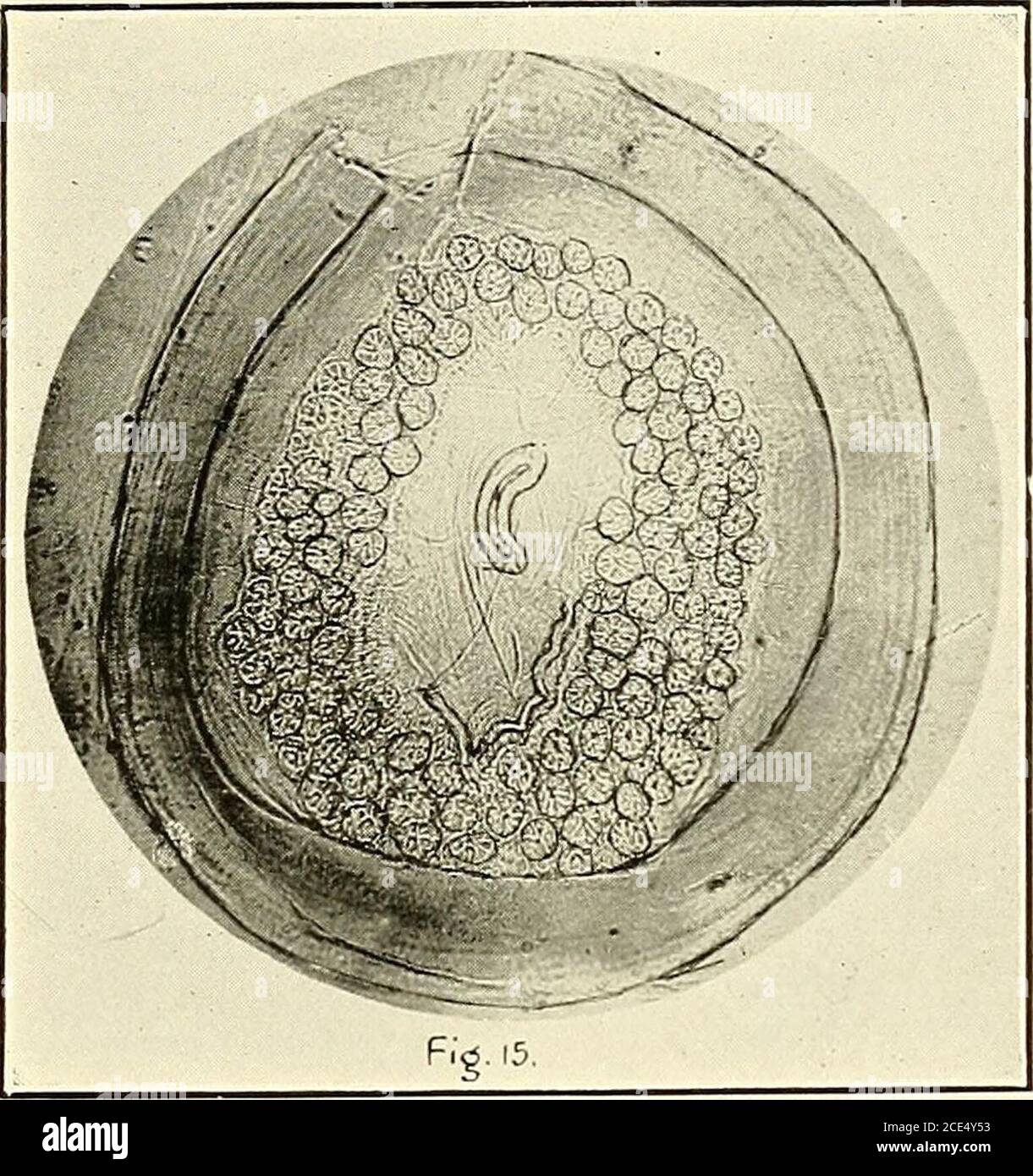 . Texas fever in the Philippine Islands and the Far East. . B. australis Fuller: Scutellum of female, showing antero-dorsc-lateralprojections at & and eyes at a. (19 X.). -B. atistralis Fuller: Stigma of female, showing star-like structure. .Slightlybroken at upper left margi n. (60 X.) Stock Photo