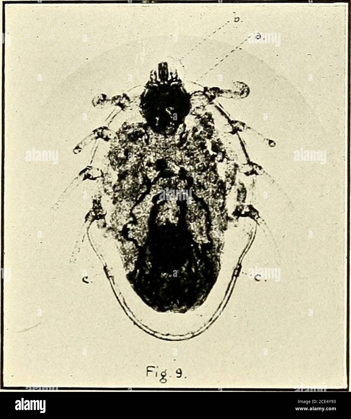 . Texas fever in the Philippine Islands and the Far East. . B. australis Fuller: Replete adult female, showing lateral constriction. (5i X.). BoopliUus austraUs Fuller: Half-grown female. (15 X.) a, Scutellum:b, Rostrum: c, Stigmata. Stock Photo