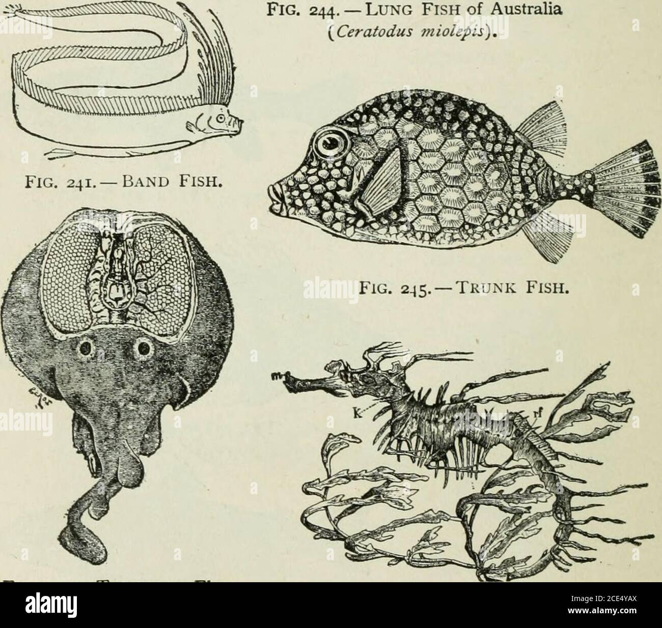 Beginners' Zoology . Fig. 244. — Lung Fish of Australia( Ceratodus m  iolepis),. Fig. 242. — TCRPEDO. Elec-trical organs at right andleft of  brain. Fig. 246. — Seaweed Fish, x^{^Pkyllopteryx eqties).