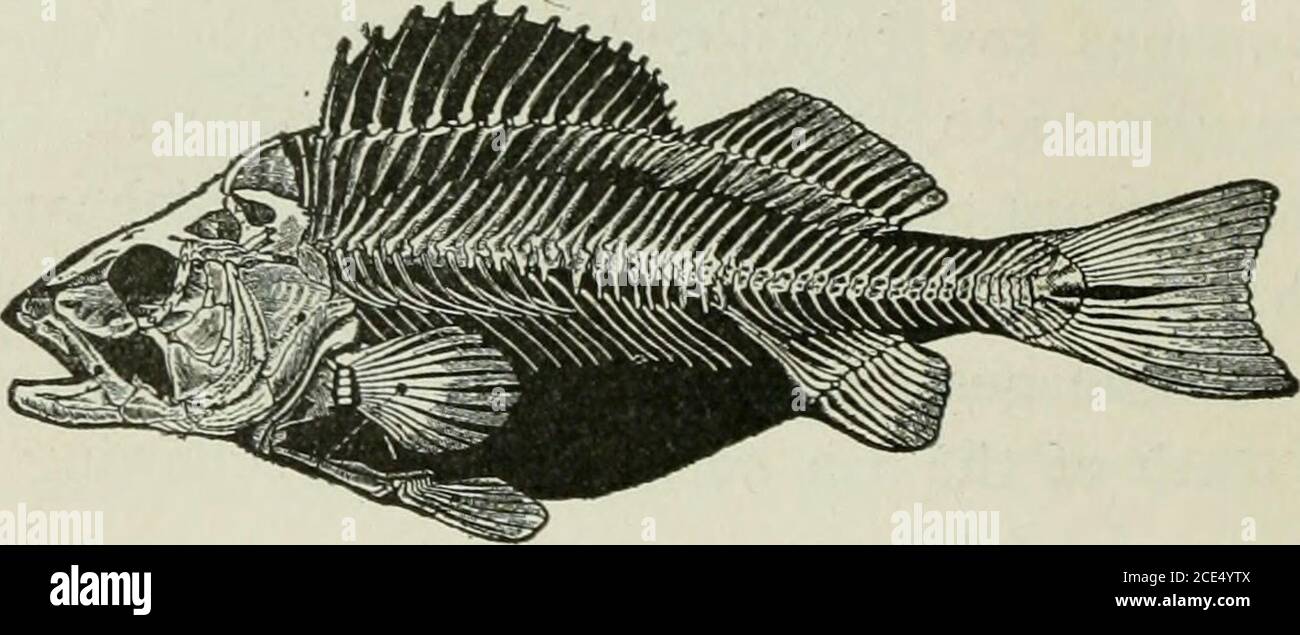 Perch Fish Skeleton High Resolution Stock Photography And Images Alamy