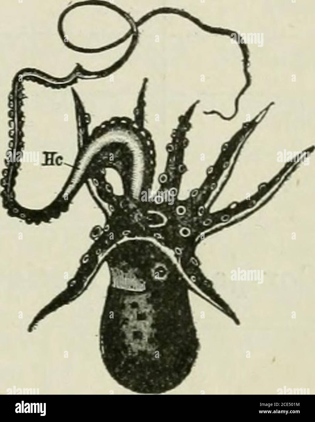 Beginners' Zoology . Fig. 207.—Paper Argonaut (female). X i {. the animal is three times as long and broad as figure).. Fig. 208. — Paper Argo-naut (male), x i/j. General Questions. — Beginners' Zoology . Fig. 207.—Paper Argonaut (female). X i {. the animal is three times as long and broad as figure).. Fig. 208. — Paper Argo-naut (male), x i/j. General Questions. —