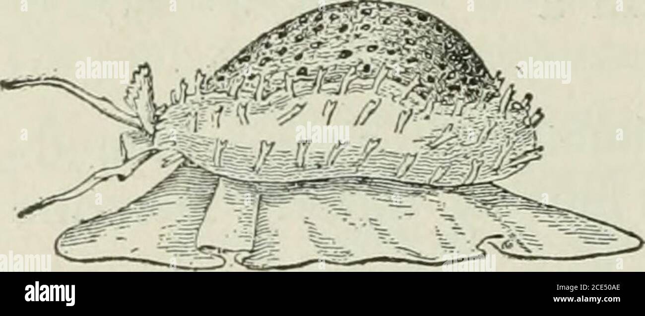 . Beginners' Zoology . Fig. 200. — Trochus. is very similar to the snail exceptthat it has no shell. If the shell of the snail shown inFig. 202 were removed, there would be left a very good representation of a slug. Economic Importance ofMollusca. — Several speciesof clams are eaten. One ofthem is the Jiard-sJiell clam(quahog) found on the At-lantic coast from Cape Codto Texas. Its shell is white. It often burrows slightlybeneath the surface. The soft-shell clam is better liked asfood. It lives along the shores of all northern seas. Itburrows a foot beneath the surface and extends its siphons. Stock Photo