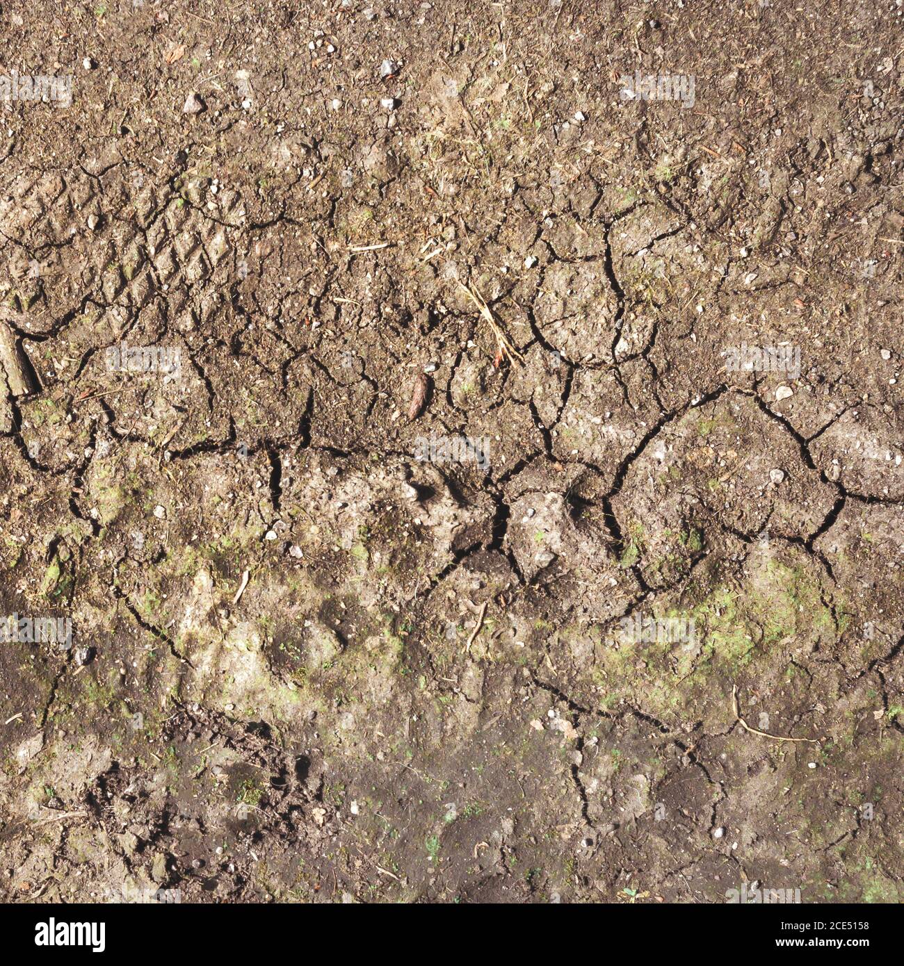 Cracked earth background Stock Photo