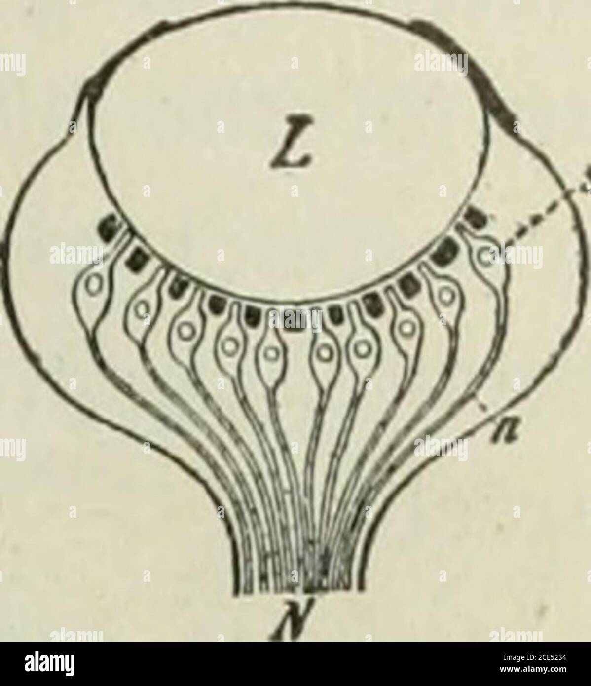 Insect Compound Eye Diagram