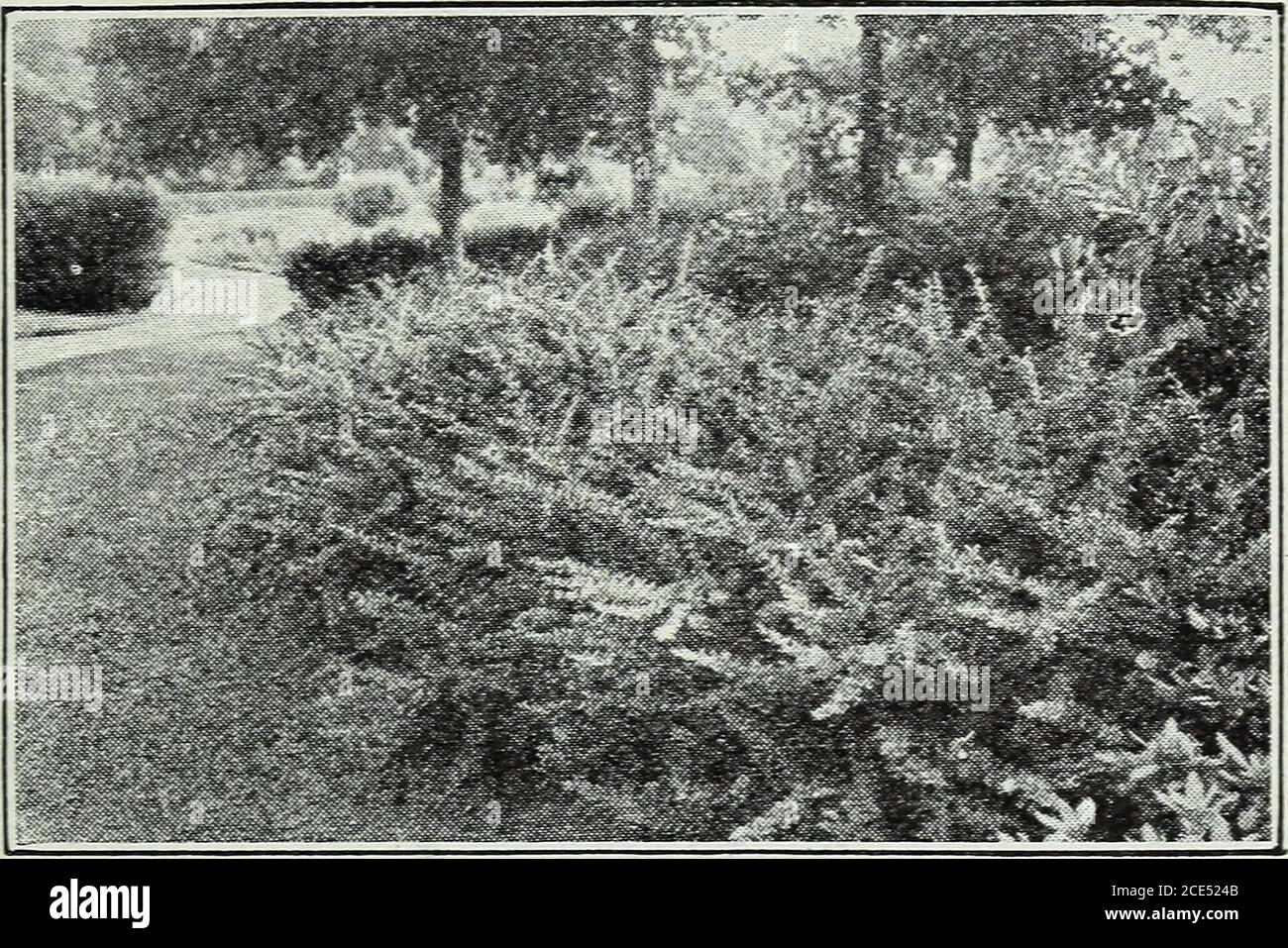 . Harrisons' nurseries special reduced prices : nurserymen - orchardists . Dougrlas* Spruce (Pseudotsuga Douglasii). 4 to 5 feet 4.00 35.00 5 to 6 feet 5.00 45.00 6 to 7 feet 6.00 65.00 Rosters Blue Spruce. (Picea Pungens Glauca Kosteriana). 2 to 3 feet $ 4.00 $30.00 3 to 4 feet... 5.00 40,00 4 to 5 feet 6.00 50.00 5 to 6 feet 8 00 70.00 6 to 7 feet Specimens 12.00 100.00 7 to 8 feet Specimens 14.00 8 to 10 feet Specimens 16.00 Norway Spruce (P Excelsa). Each 10 100 1,000 2 to 3 feet $1.50 $12.50 $100.00 $ 900.00 3 to 4 feet 2.00 17.50 150.00 1,250.00 4 to 5 feet 2.50 22.50 200.00 1,750.00 5 t Stock Photo