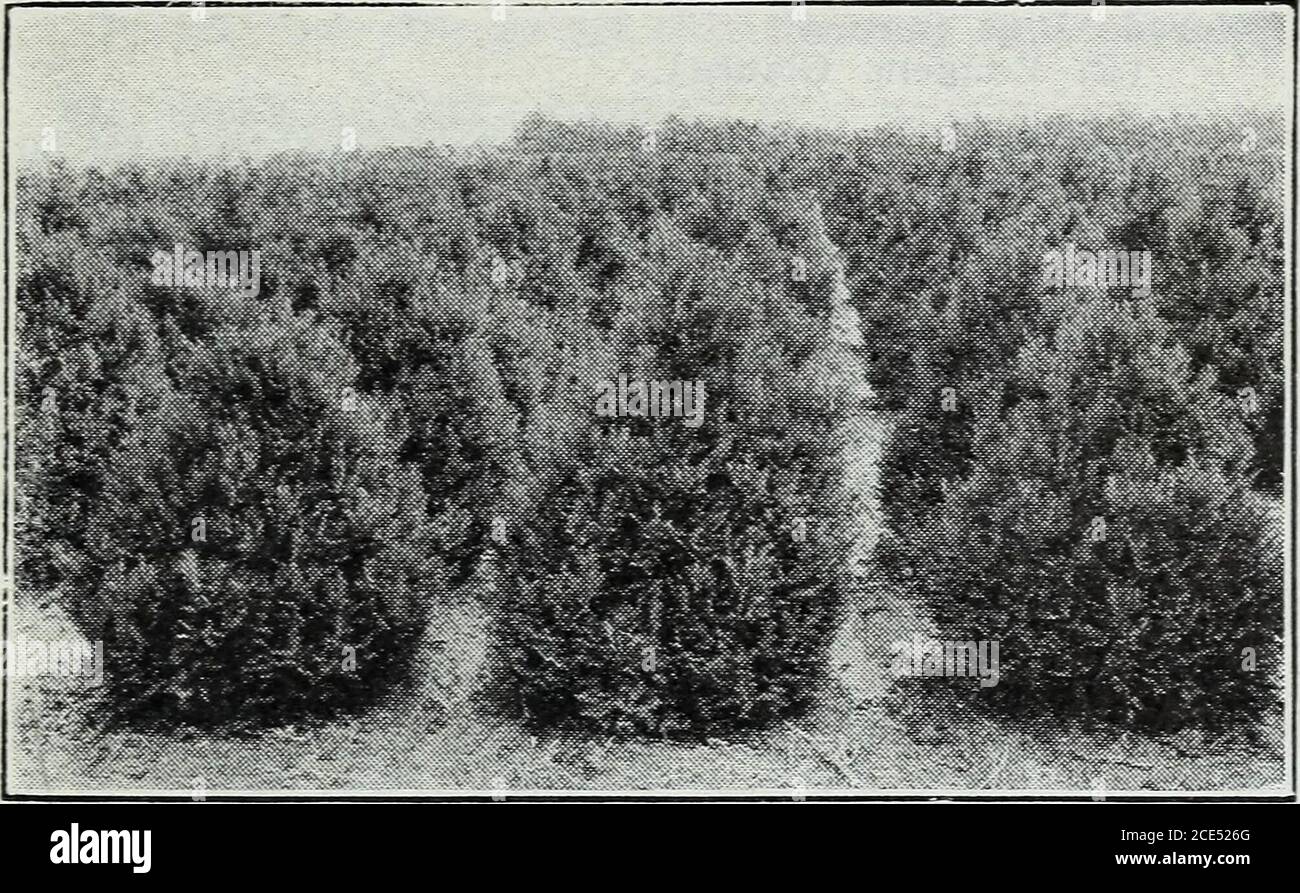 . Harrisons' nurseries special reduced prices : nurserymen - orchardists . r (A. Concolor). 2 to 3 feet $ 4.00 3 to 4 feet 5.00 HEMLOCK CANADIAN Each 10 2 to 3 feet $2.50 $22.50 3 to 4 feet 3.50 32.50 4 to 5 feet 4.50 42.50 5 to 6 feet 6.00 55.00 10 $17.50 55.00 17.50 $35.0045.0095.00 $35.0045.00 100$200.00300.00400.00500.00 JUNIPER Each 10Horizontal Juniper (Horizontalis). 12 to 18 in $2.00 $17.50 Irish Juniper (J. Communis Hibemica). 12 to 18 in 2.00 17.50 Ffitzer*s Juniper (J. Chinensis Pfitzeriana). 12 to 18 in 2.00 17.50 Savin Juniper (J. Sabina). 12 to 18 in 2.00 17.50 Schotts Juniper (J Stock Photo