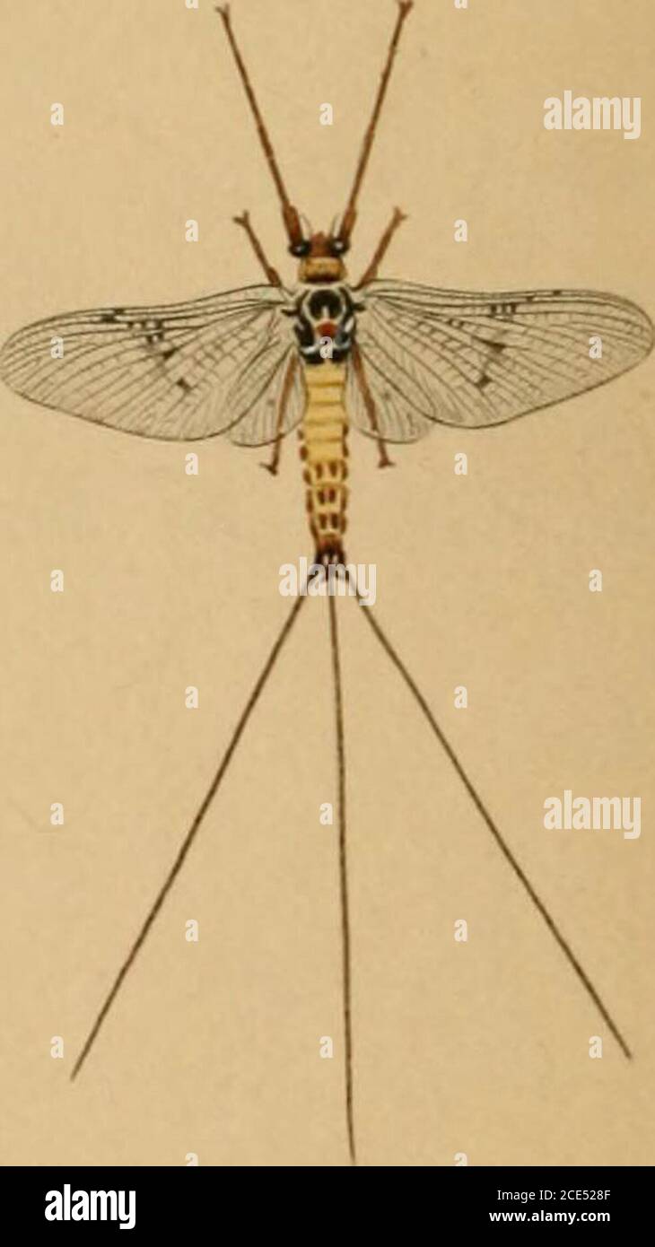 Dry-fly fishing in theory and practice . 3 4 Imago Female. Imago Ivlaie  SELECTION OF FLY 251 and hairs along the edges, but the wings ofthe imago  or perfect insect are