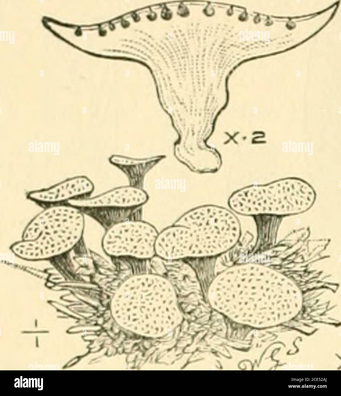 . Guide to Sowerby's models of British fungi in the Department of Botany, British Museum (Natural History) . X-400 ndral 78 GUIDE TO THE MODELS OF FUNGI. GENUS LIJ.—PORONIA Willd. Stipitate; stroma between fleshy and corky, fructifying surface discoid ; perithecia immersed. The fol-m lowing species is the only one known in^ Britain. 205. Poronia punctata Fr.—Stipi-tate, turbinate, externally blackish ; disctruncate, whitish, dotted with the blackostioles. Gregarious on horse and cow dung.. X-200 Fig. 88.—Poronia punctata Fr.(Natural size.) Section showingperithecia x 2. Ascus x 200. GENUS LIII Stock Photo