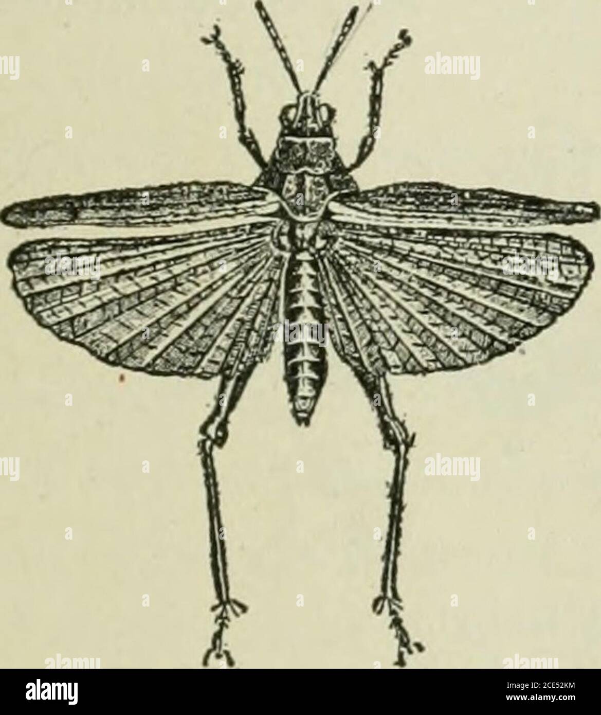 Three segmented antennae hires stock photography and images Alamy