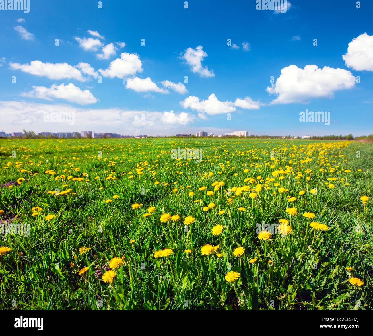 Yellow flowers hill under blue cloudy sky Stock Photo