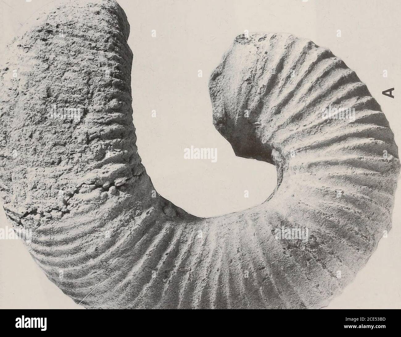 272 8 G High Resolution Stock Photography And Images Alamy