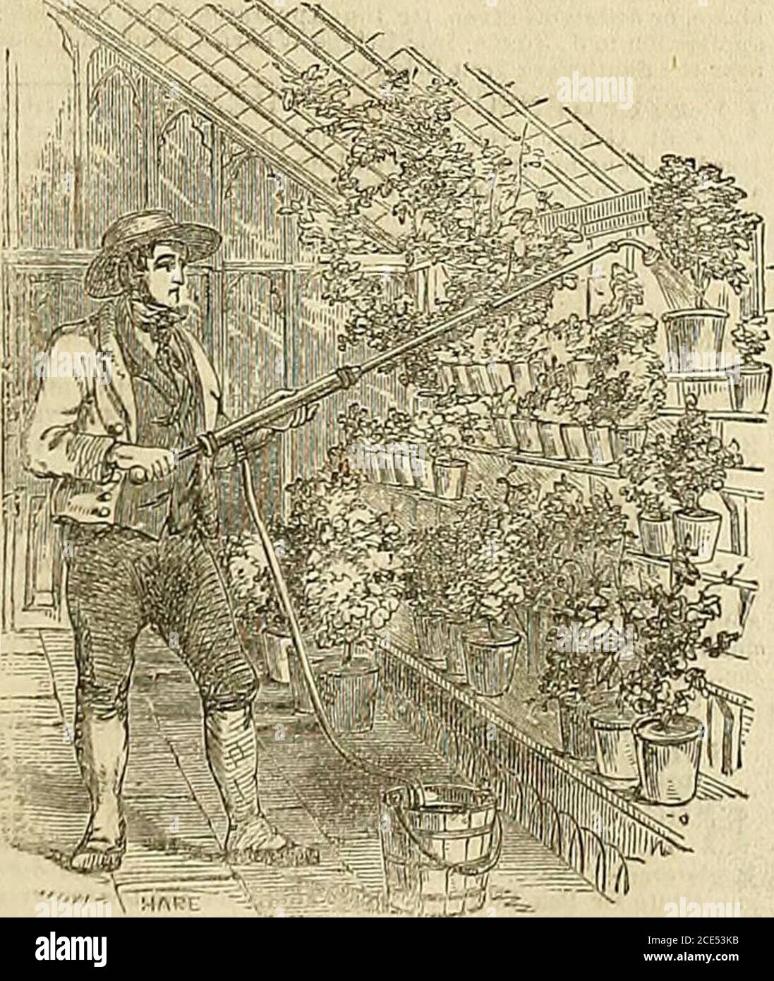 . The Gardeners' Chronicle and Agricultural Gazette . oint, andregistered Spreader, which answers the purpose of the separaterose fan and jet. No. 10 holds 6 gallons, throws 25 feet high ... £2 15No. 13 „ 12 „ „ 30 „ ... 3 6 No. 11 „ 16 „ „ 40 „ ... 4 0 No. 12 „ 24 „ „ 45 „ ... 5 0 No. 14 „ 30 „ „ 45 „ ... 5 18 A lari^e assortment of every description of Garden SyringesPail Enginpp, Conservatory Pumps, &c., kept in Stock. No. 1, Plain Syringe, with rose and jet, diameter of barrel,1^ inch, lis 3d.; No. 2, do., diameter of barrel, 1| inch, 12*.;No. 3, do, diameter of barrel, 1| inch, 10s.6d. Rh Stock Photo