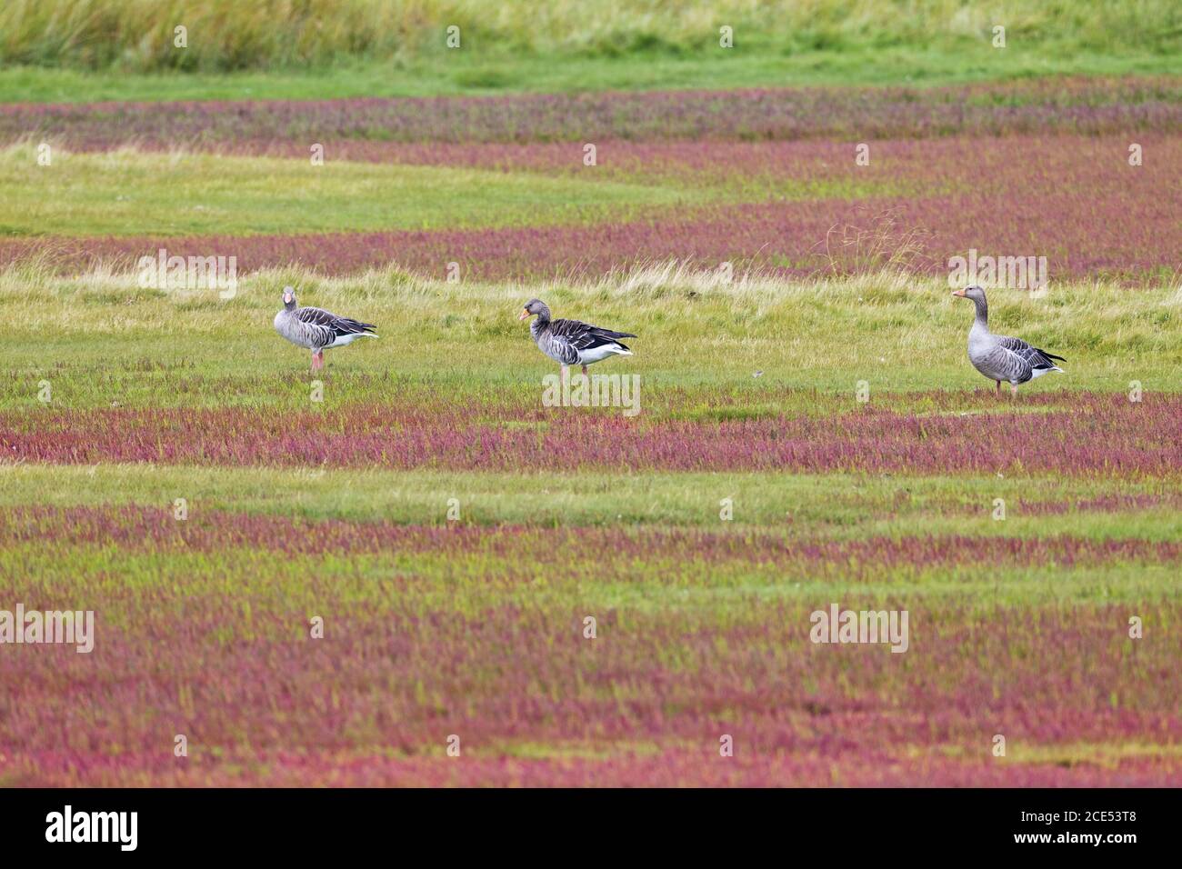 Greylag Geese in a salt meadow with glasswort in fall colours Stock Photo