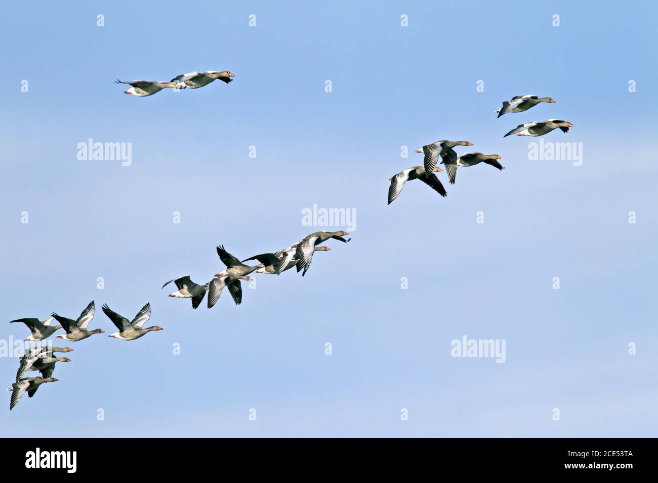 Greylag Geese during the migration Stock Photo