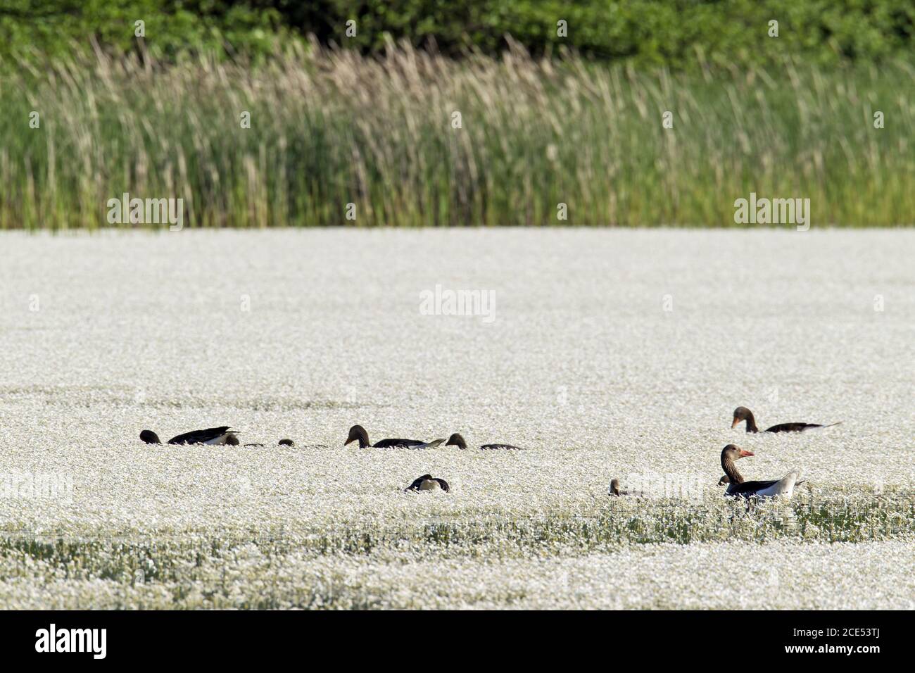 Greylag Geese between Pond Water-crowfoot Stock Photo