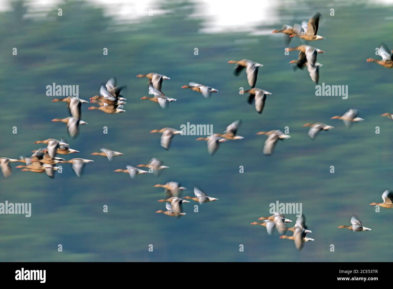 Greylag Goose flock in flight Stock Photo