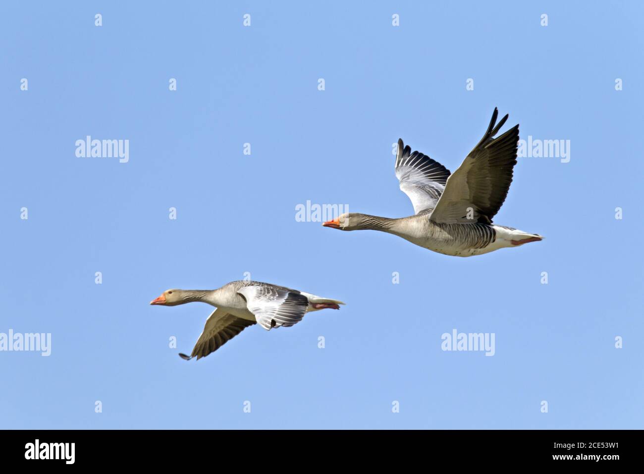 Greylag Goose pair in flight Stock Photo