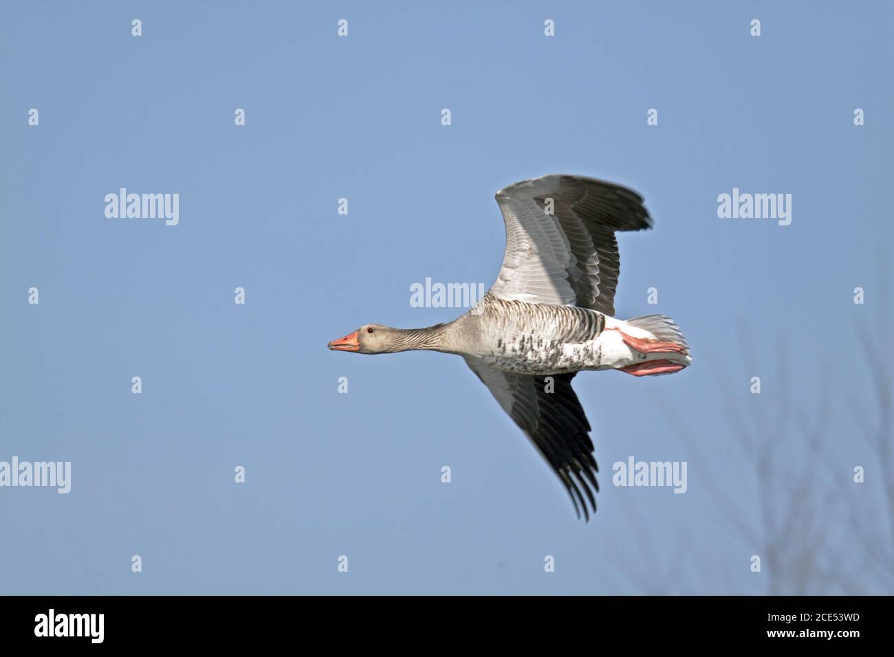 Greylag Goose in flight Stock Photo