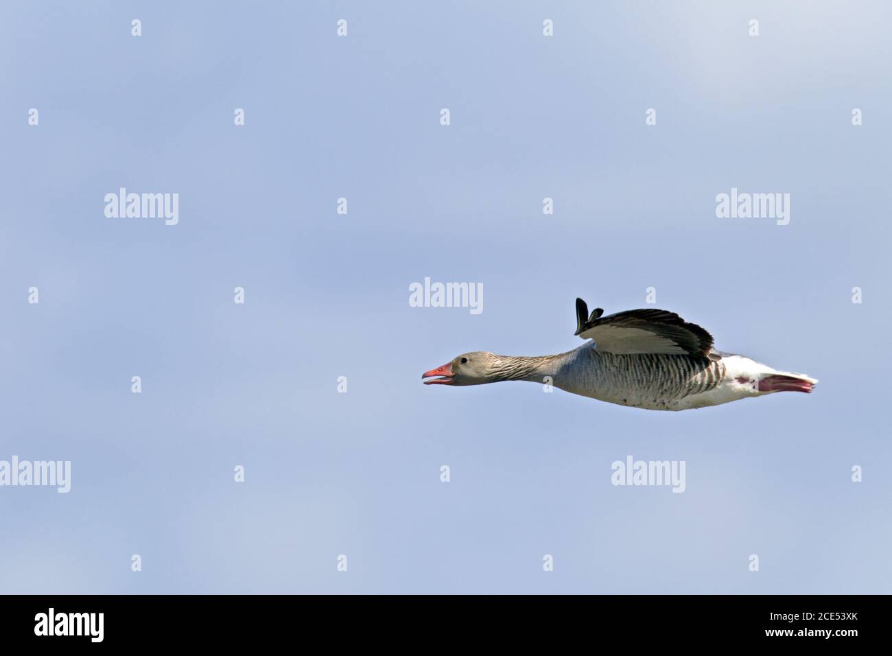 Greylag Goose in flight Stock Photo