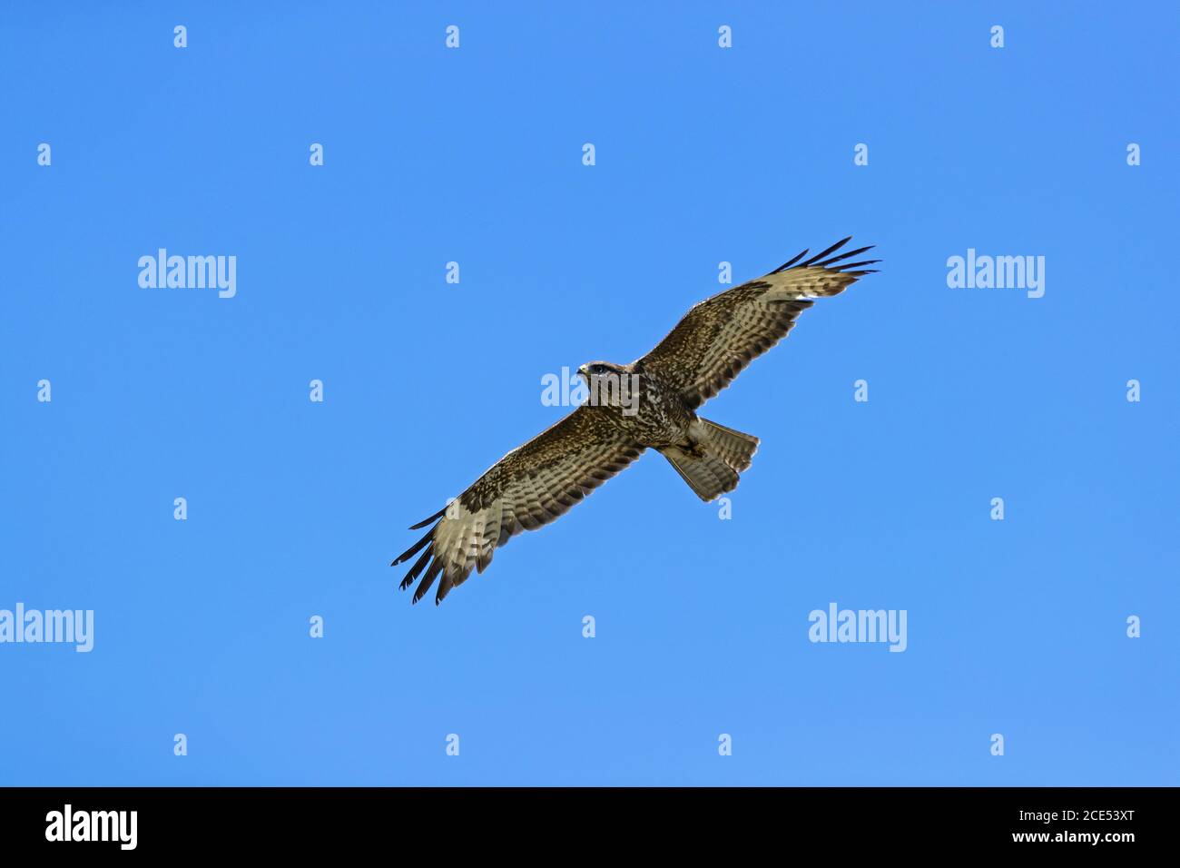 Common Buzzard in flight / Buteo buteo Stock Photo