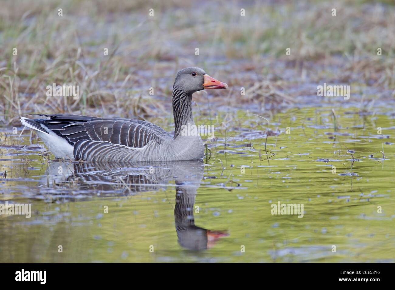 Greylag Goose on a forest pond Stock Photo