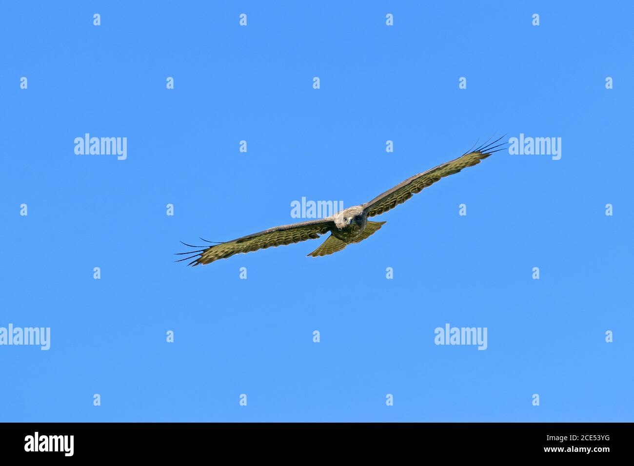 Common Buzzard in flight Stock Photo