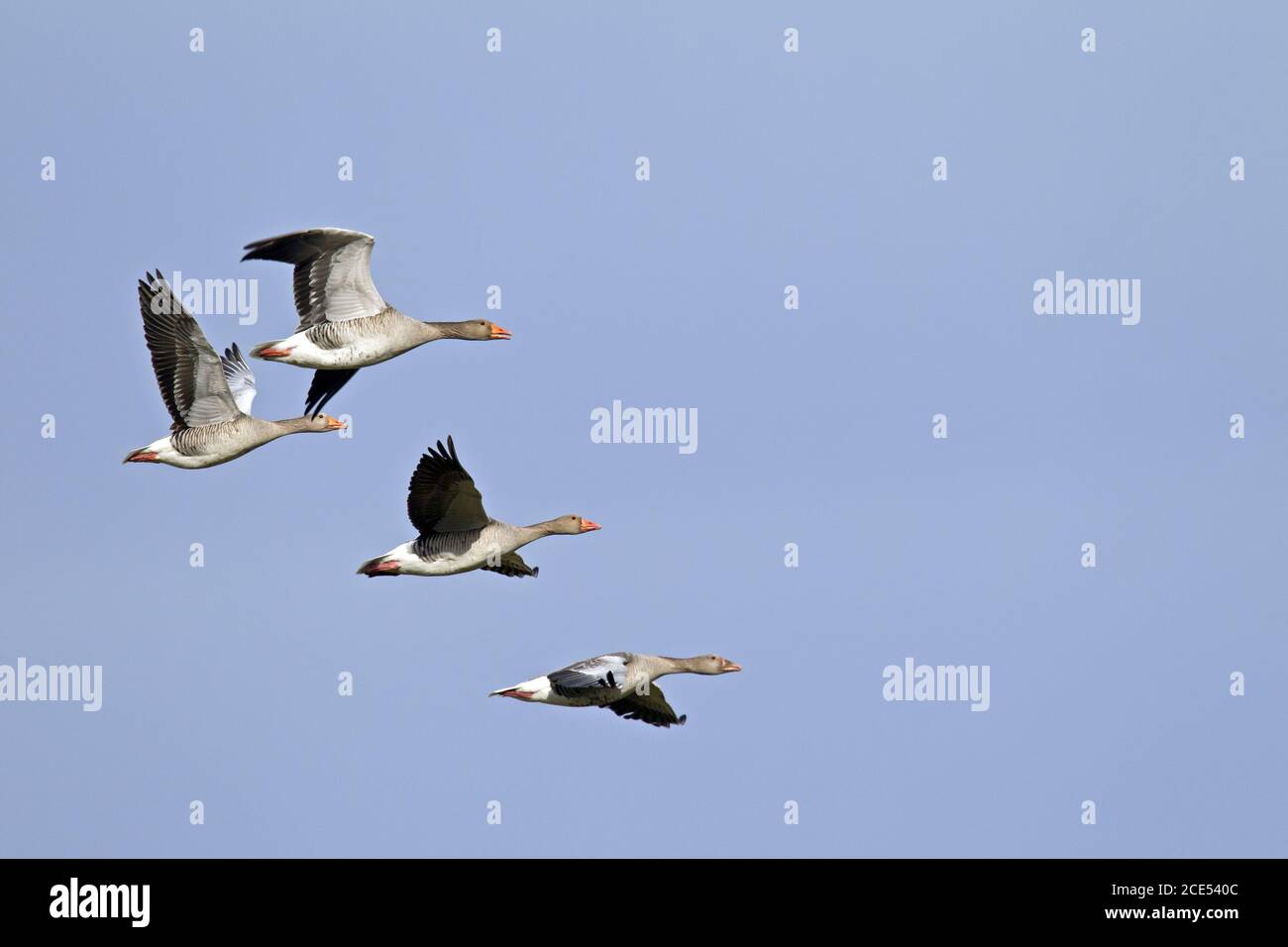 Greylag Goose small flock in flight Stock Photo