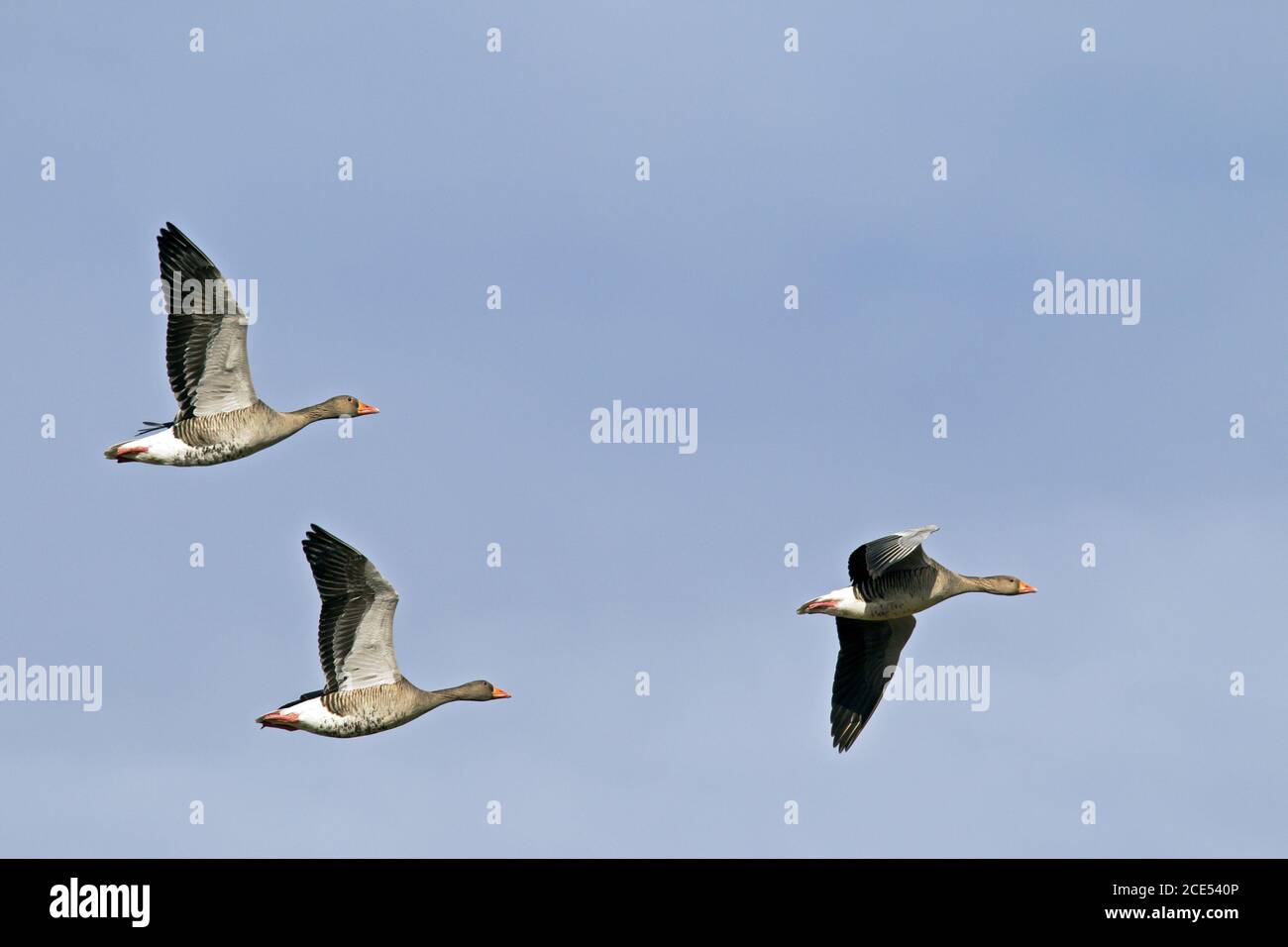 Greylag Geese in flight Stock Photo
