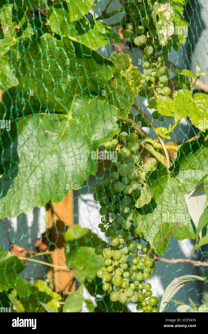 Bird protection net for green grapes on the vine - close-up Stock Photo