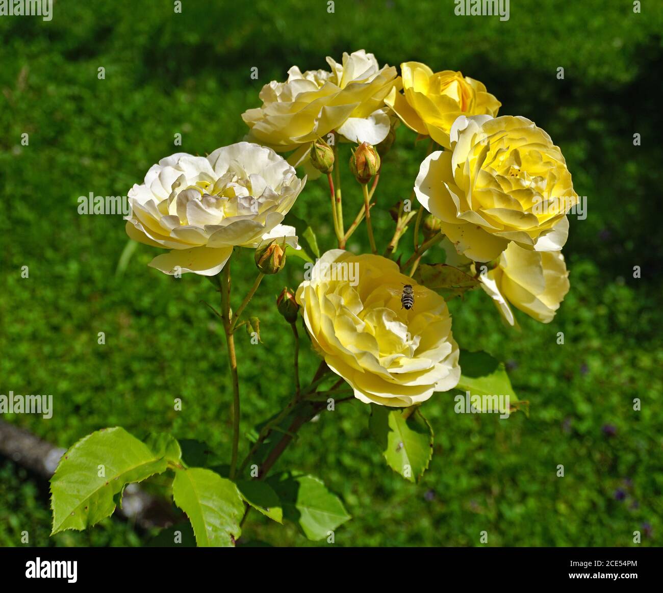 yellow rose Stock Photo
