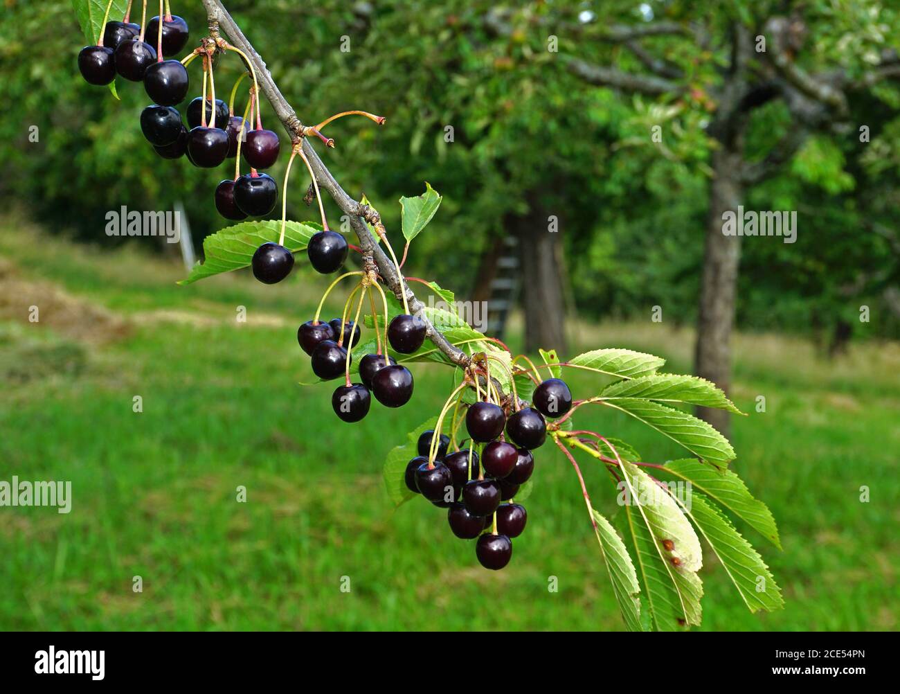 cherries, prunus avium Stock Photo