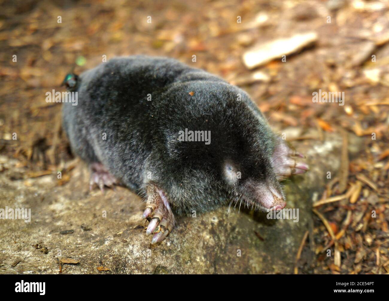 European mole, mole, death animal Stock Photo